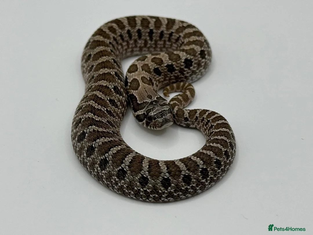 Snake reptiles for sale: Sable & 100% Het Sable Western Hognose Clutch - Advert 5