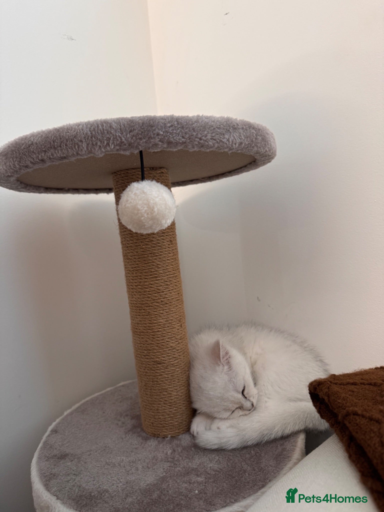 British Shorthair cats Female  - Advert 1