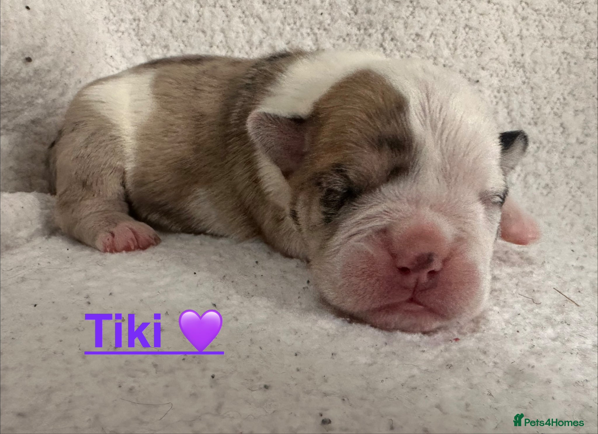 English Bulldog dogs 🐾 EXCEPTIONAL OLDE ENGLISH BULLDOG PUPPIES 🐾 - Advert 2
