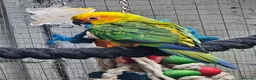 Conures birds for sale: Baby sun conure - Advert 3