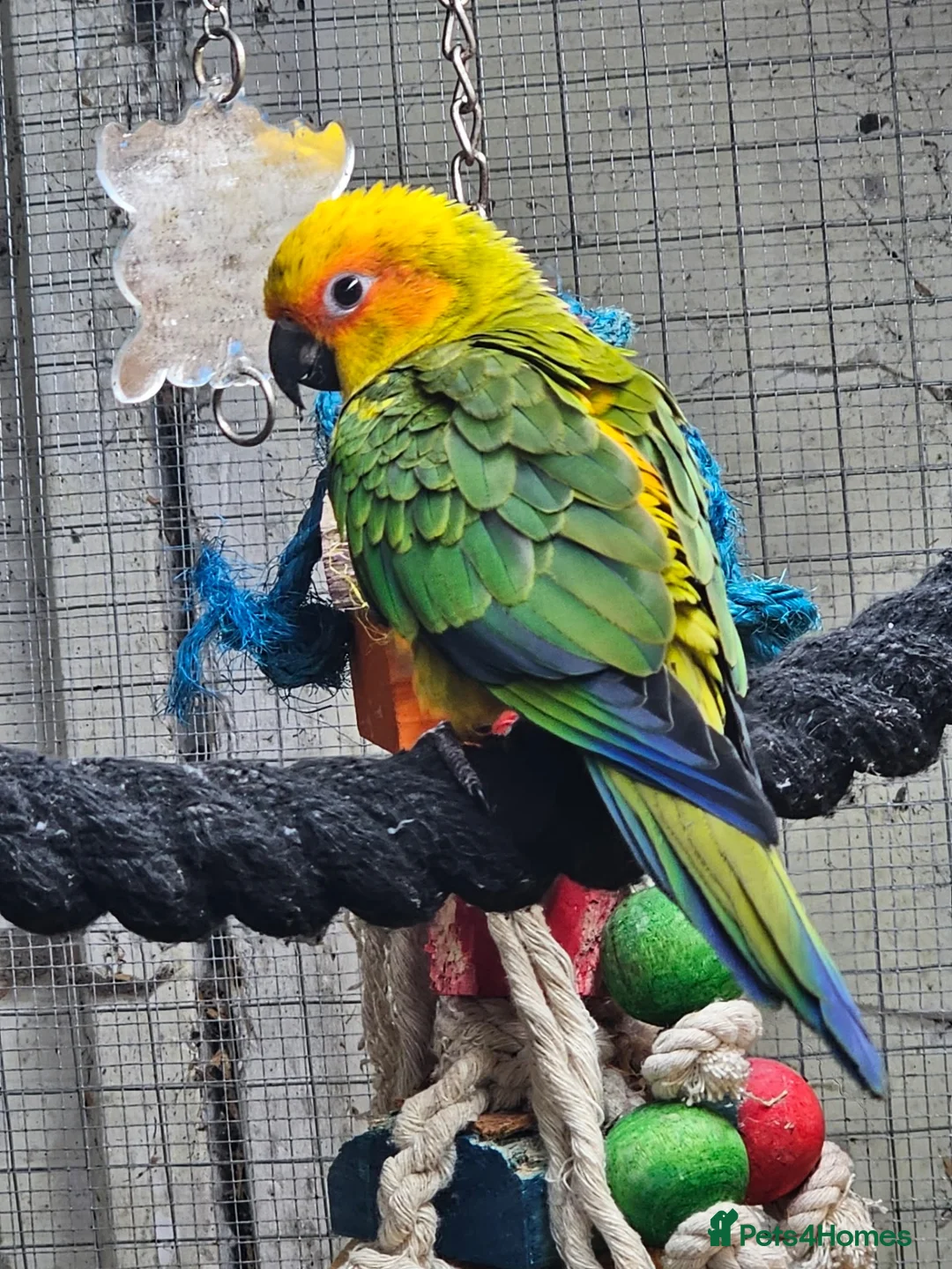 Conures birds for sale: Baby sun conure - Advert 3