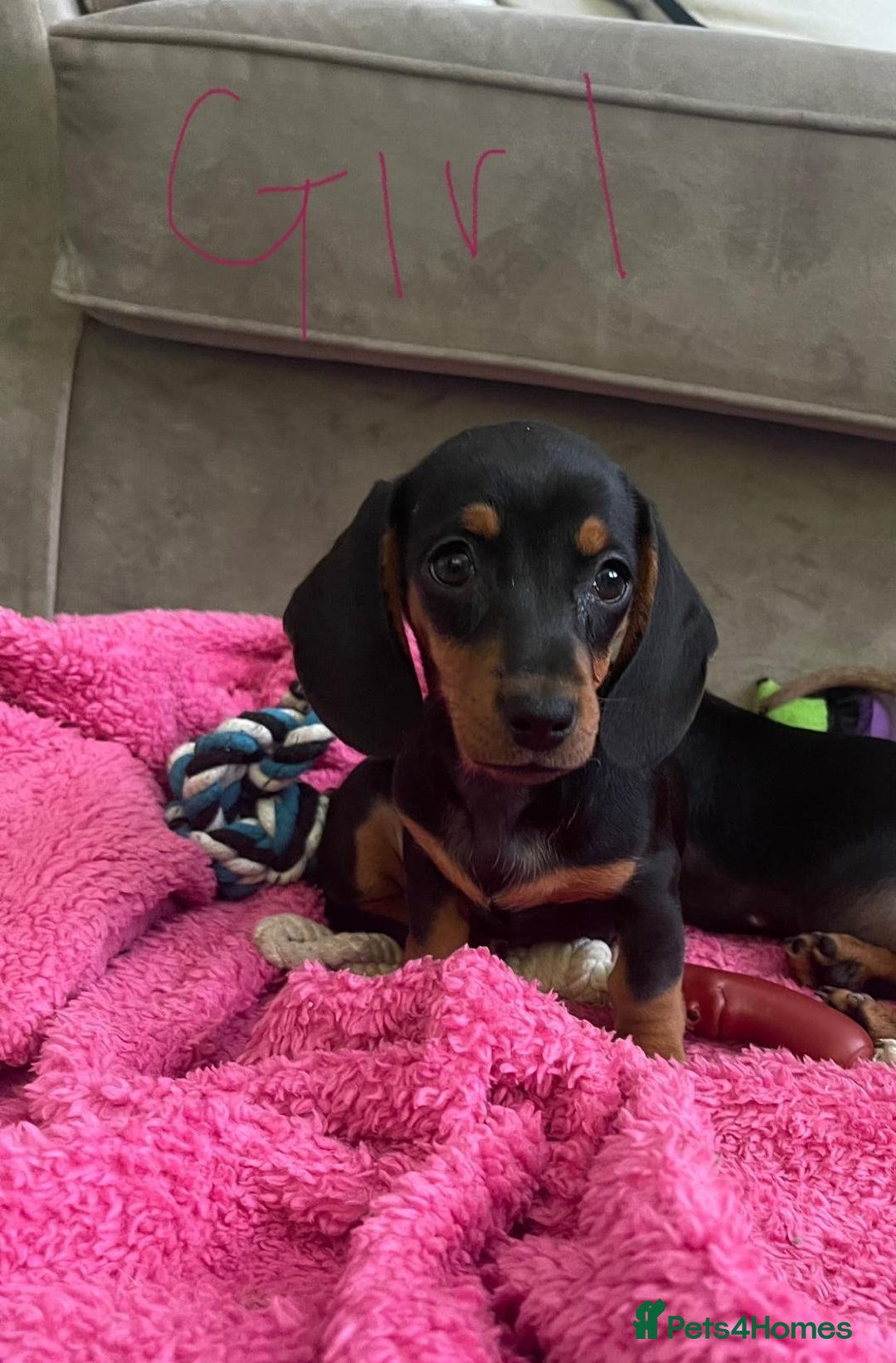 Miniature Dachshund dogs for sale: Little miniature dachshund  - Advert 13