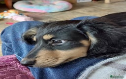Miniature Dachshund dogs for sale: READY NOW BLACK & CREAM KC REG MINI L HAIRED DAXIS - Image 7