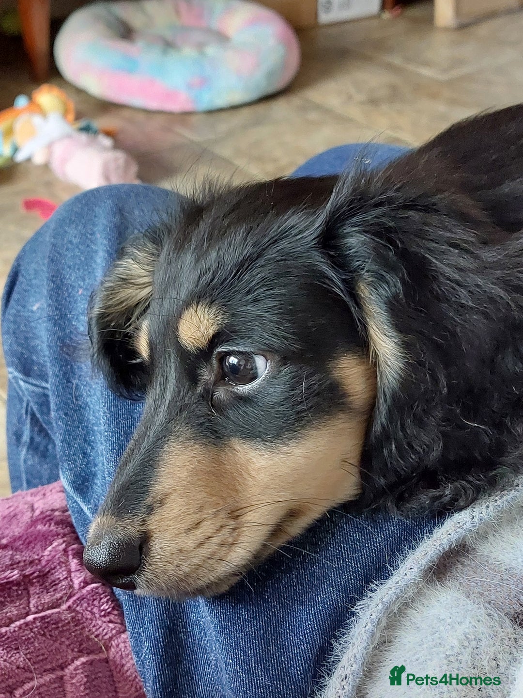 Miniature Dachshund dogs for sale: READY NOW BLACK & CREAM KC REG MINI L HAIRED DAXIS - Image 7