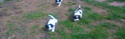 English Springer Spaniel dogs for sale: English springer spaniel pups  - Advert 18