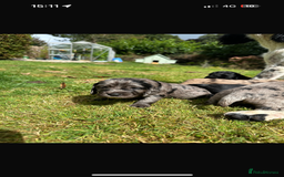 Sprocker dogs for sale: ROAN SPROCKER SPANIEL PUPS - Image 1
