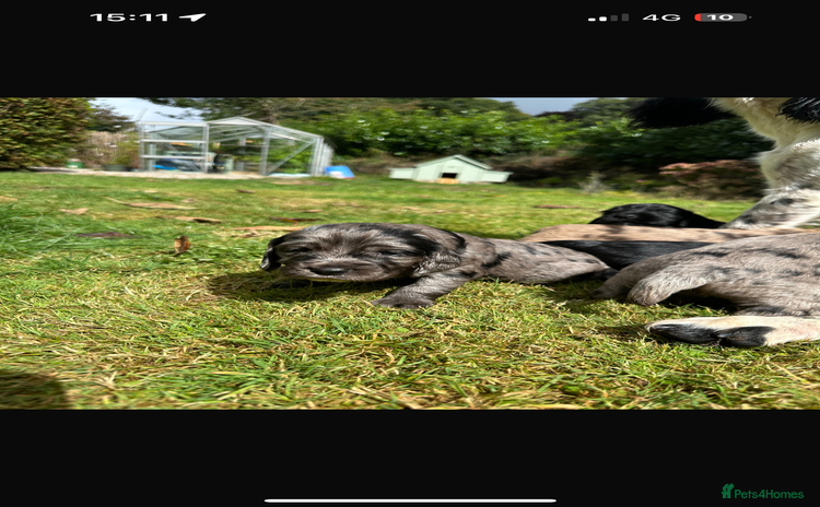 Sprocker dogs - Advert 2