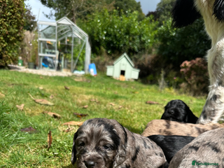 Sprocker dogs - Advert 8