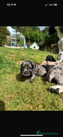 Sprocker dogs - Advert 6