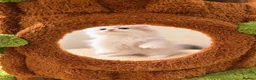 Munchkin cats for sale: Show-Quality Minuet Kittens – Rare in the UK - Advert 12