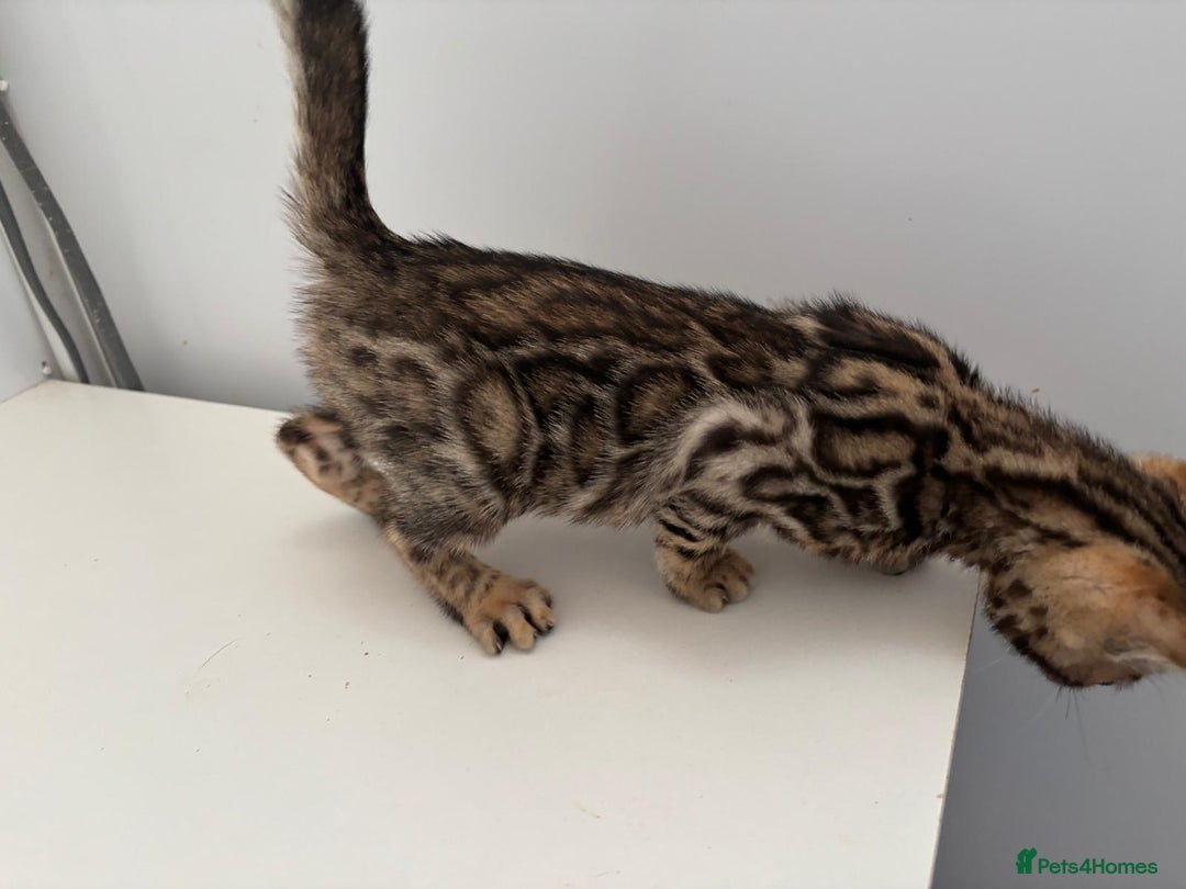 Bengal cats for sale: Brown rosetted male bengal kittens, TICA reg - Image 2