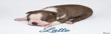 Boston Terrier 3