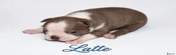Boston Terrier dogs for sale: KC registered Boston Terrier Puppies  in Swanage - Advert 5