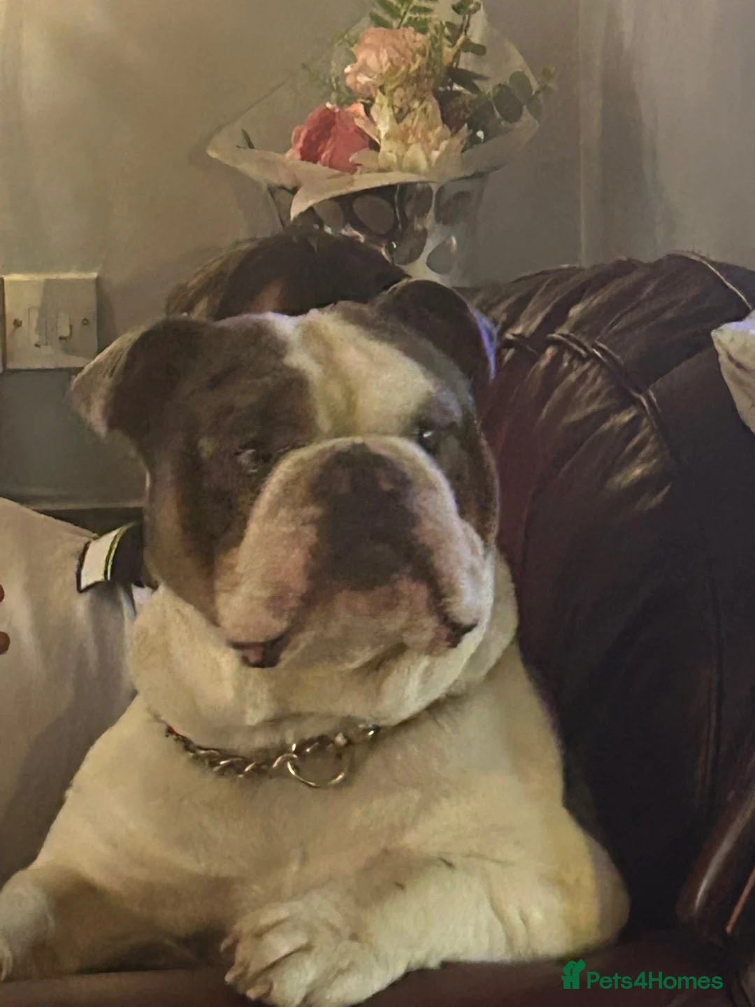 English Bulldog dogs for stud: KC STUD in Seaham - Advert 2