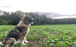 Caucasian Shepherd Dog dogs for sale: Caucasian Shepherd Dog - Image 2