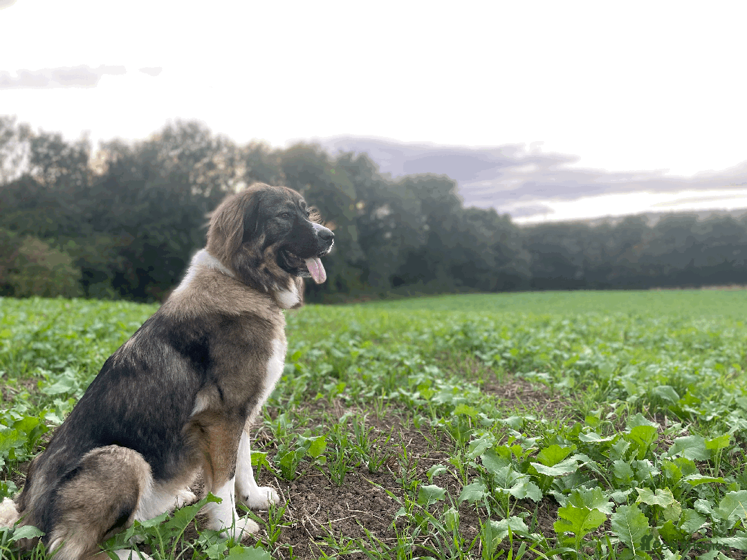 Caucasian Shepherd Dog dogs for sale: Caucasian Shepherd Dog - Image 2