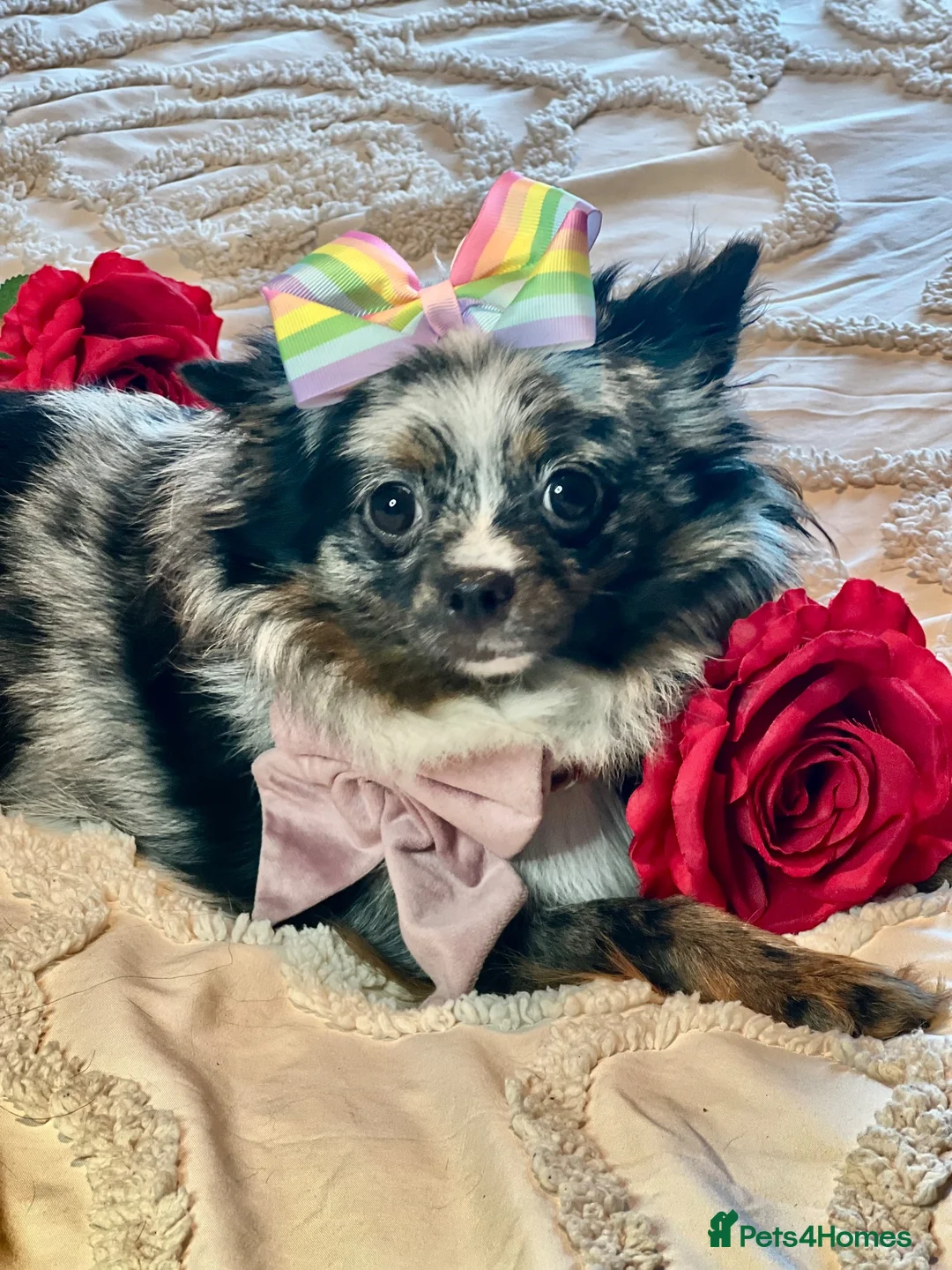 Pomeranian dogs for sale: Dior 🖤👑 - Advert 2