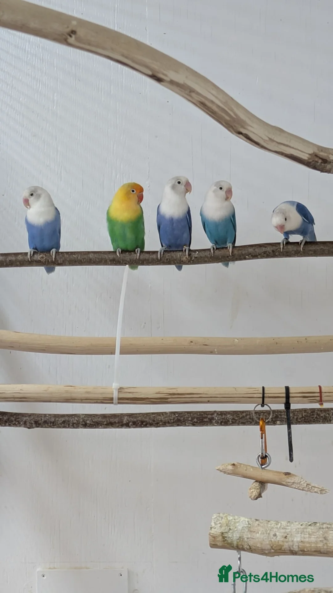 Lovebirds birds for sale: Opaline Lovebirds  in Hereford - Advert 9