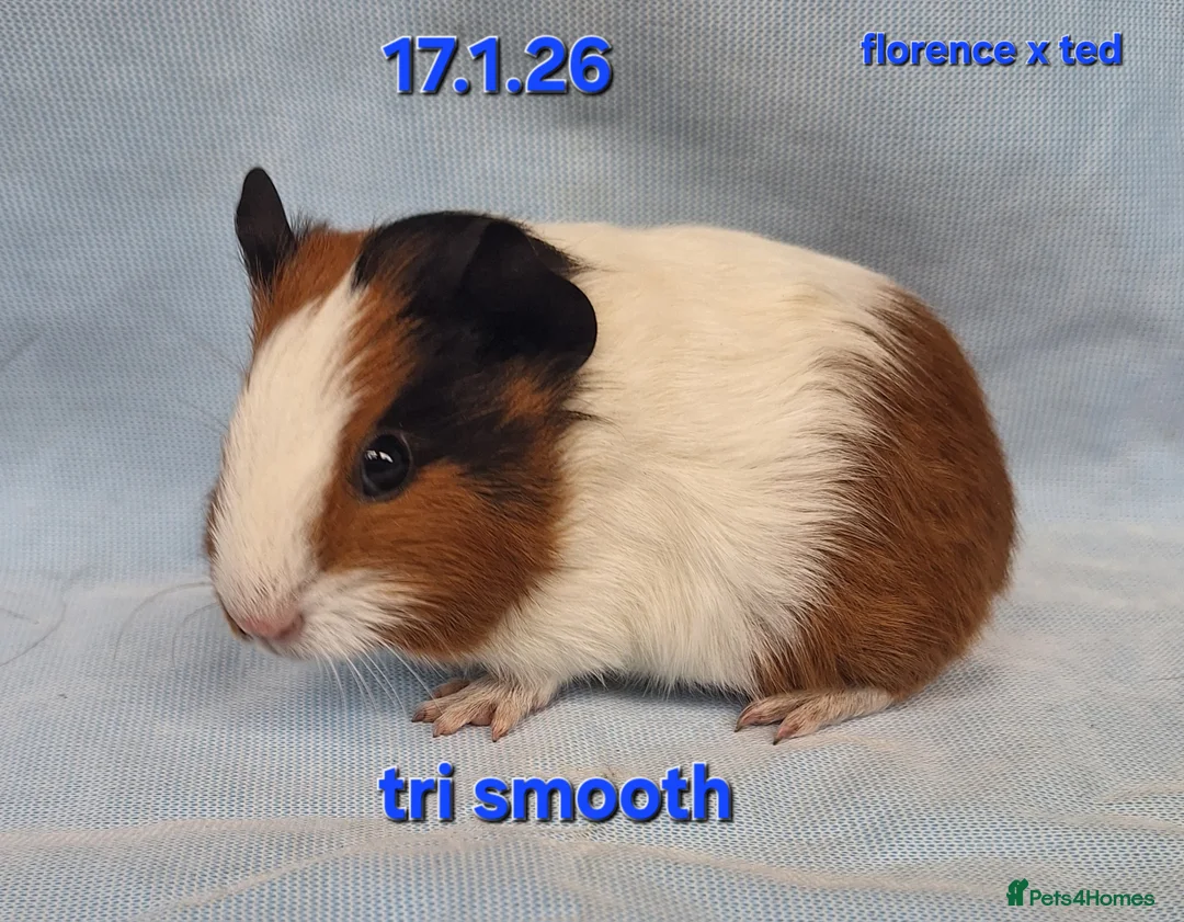 Guinea Pig rodents for sale: Smooth baby boy male guinea pigs - Advert 1
