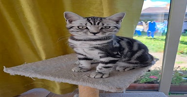 British Shorthair cats in Rochester - Advert 3