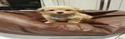 Maltipoo dogs for sale: Maltipoo F1 Toy Size, KC Parents, DNA Tested Clear - Advert 4