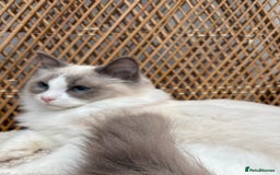 Ragdoll cats for sale: 🌟TICA🌟Champion Ragdoll🏆🏆🏆 - Image 7