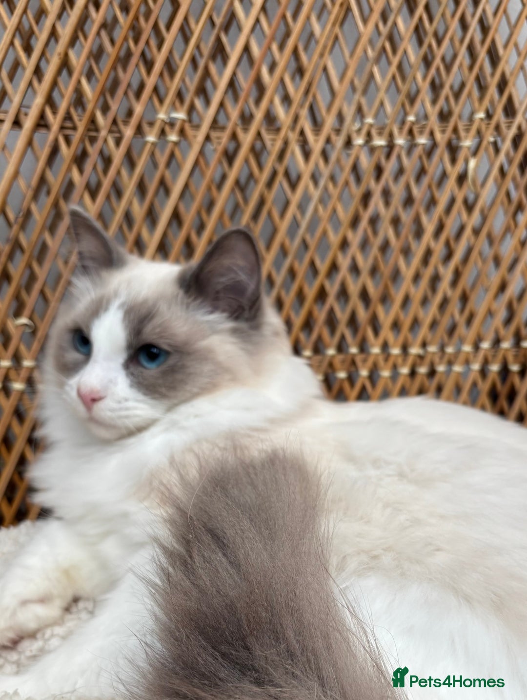 Ragdoll cats for sale: 🌟TICA🌟Champion Ragdoll🏆🏆🏆 - Image 7