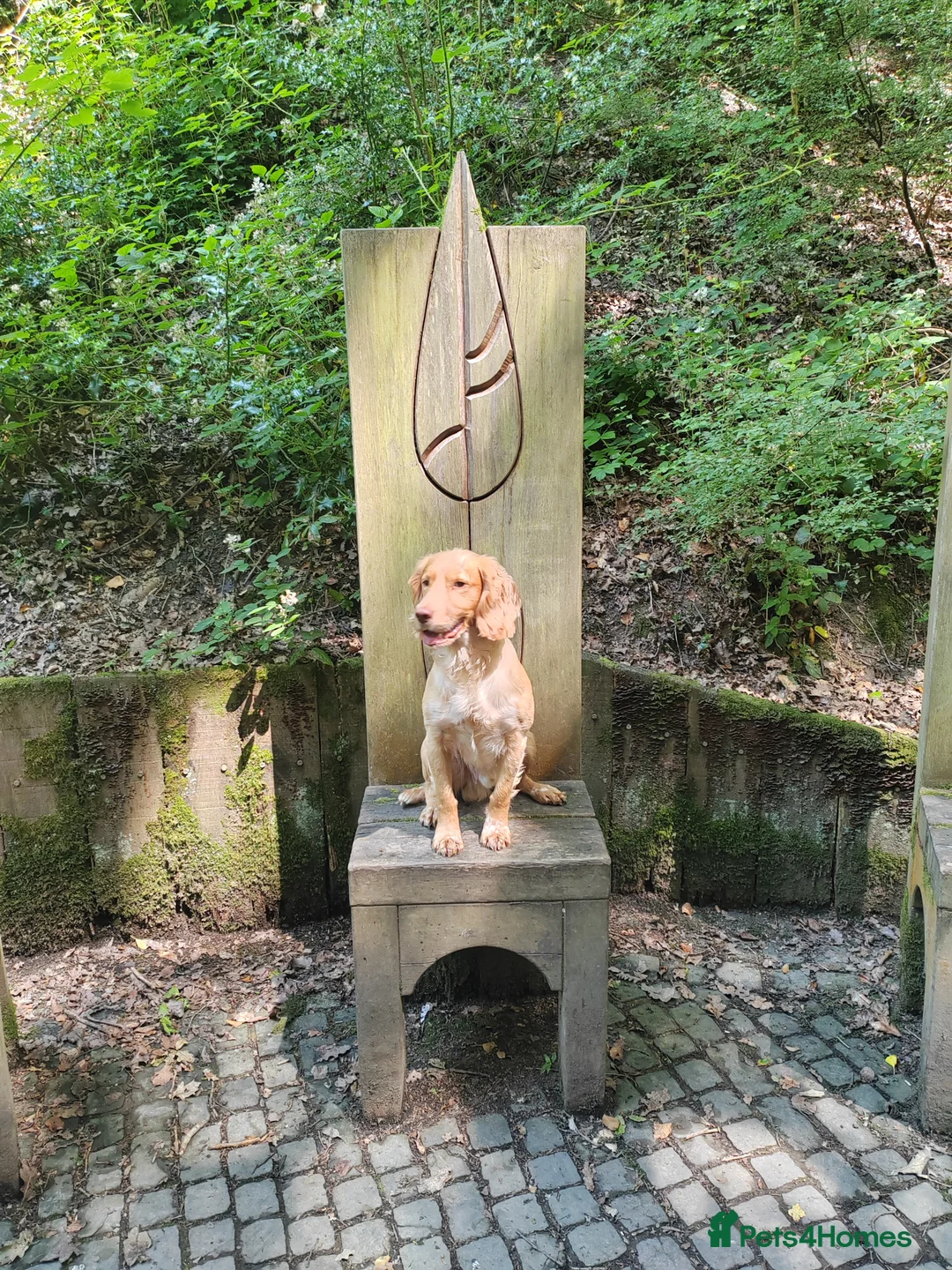 Cocker Spaniel dogs for stud: KC REGISTERED WORKING COCKER SPANIEL FOR STUD in Rhayader - Advert 14