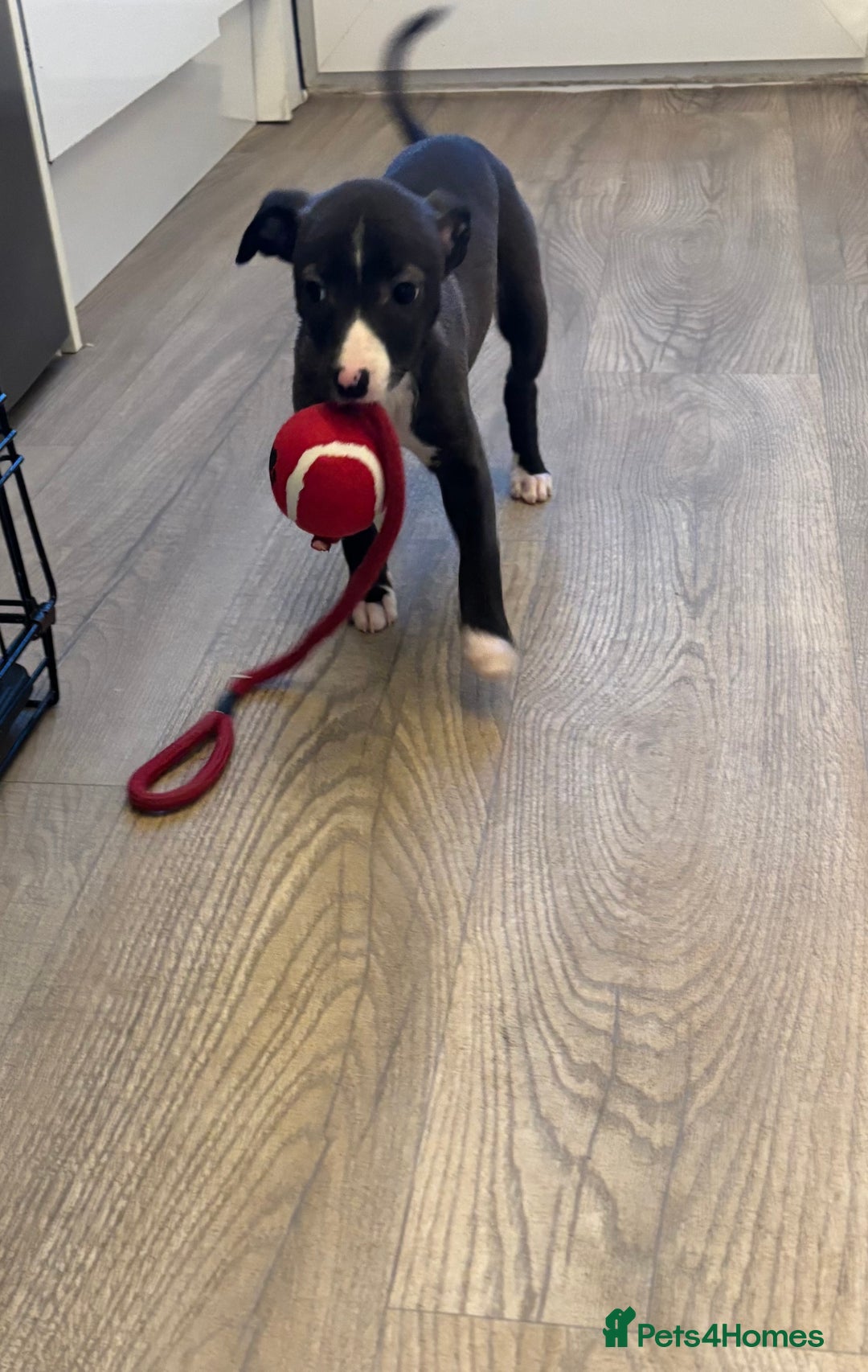 Whippet dogs for sale: KC Whippet Pups for sale - last girl available  - Advert 5