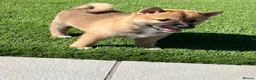 Japanese Shiba Inu dogs for sale: Beautiful Japanese shiba pups.  - Advert 14