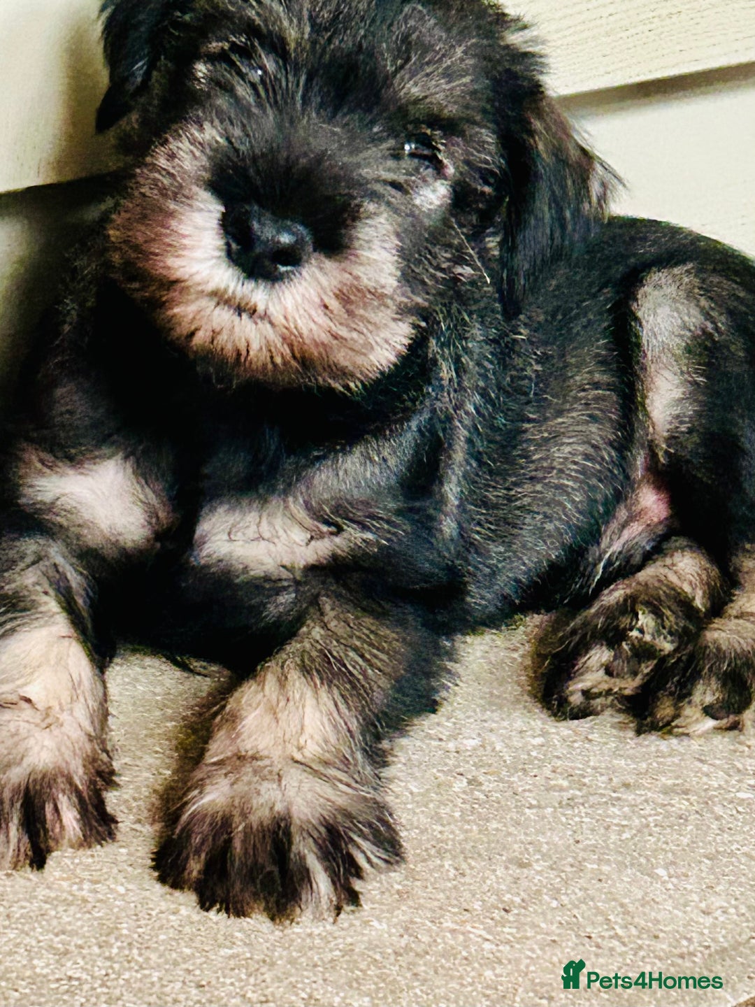 Schnauzer dogs for sale: Standard schnauzer Male pup - Image 5