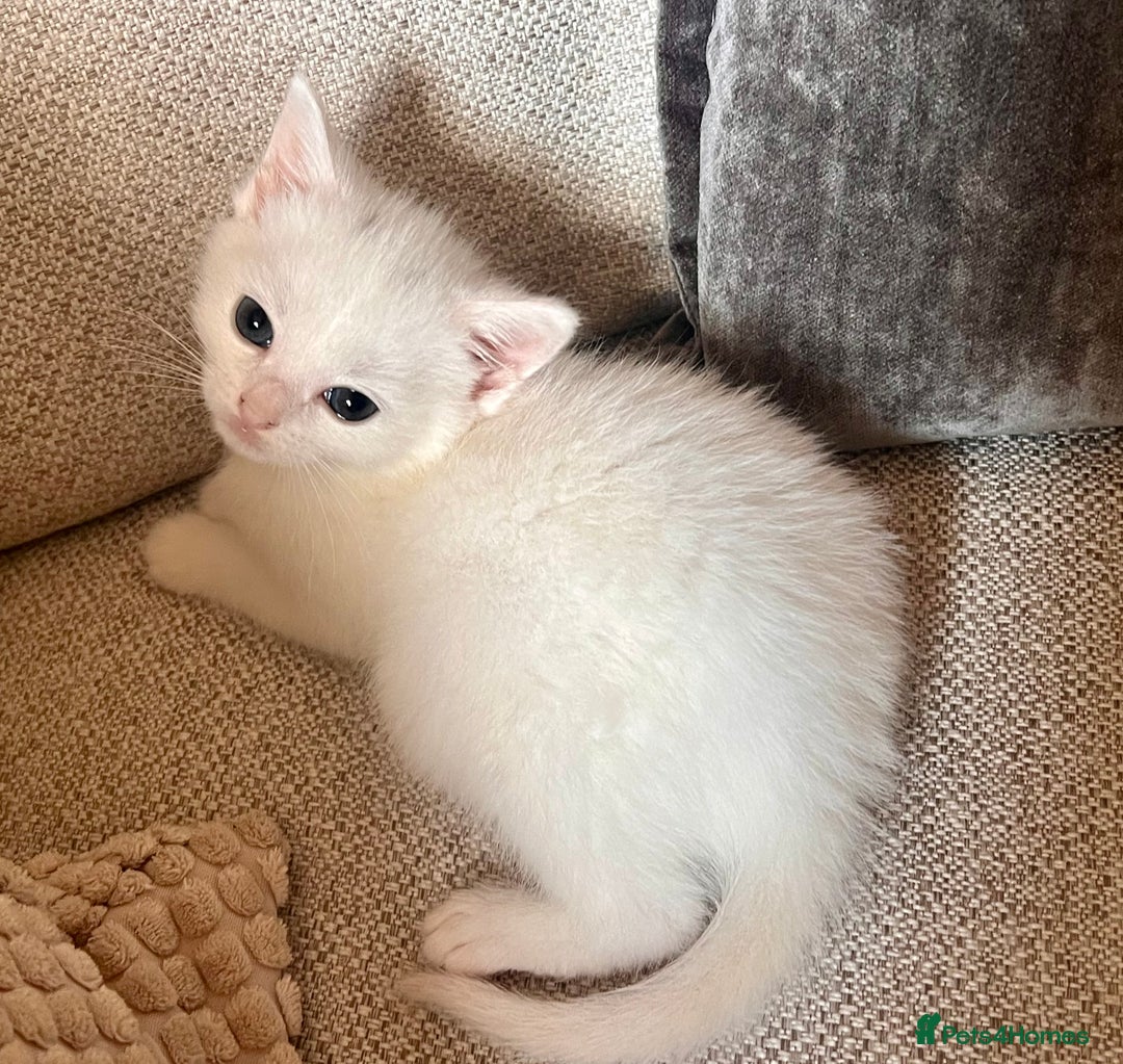 British Longhair cats for sale: 2 adorable kittens looking for their forever home - Image 8