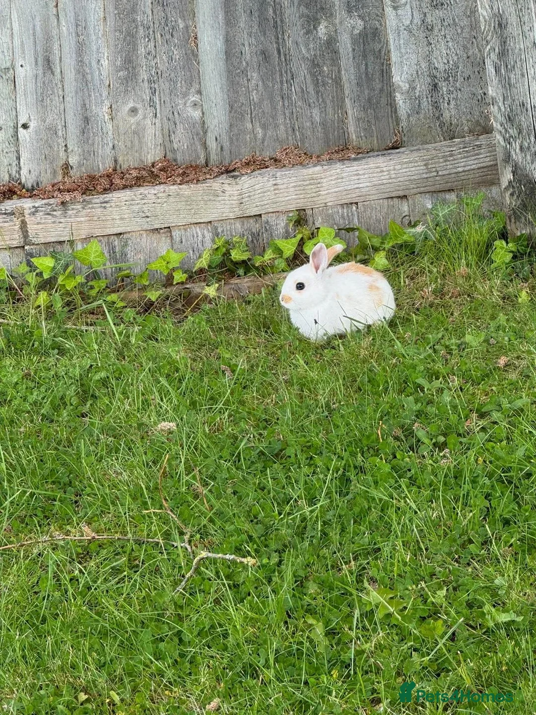Mixed Breed rabbits for sale: 💙PEANUT & 💙BUTTER: TWO RESCUE BUNNIES(CASTRATED) in Burton-on-Trent - Advert 14