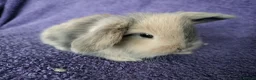 Mini Lop rabbits for sale: Baby mini lop rabbits for sale  - Advert 8