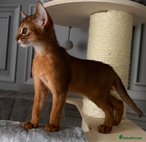 Abyssinian cats - Advert 4
