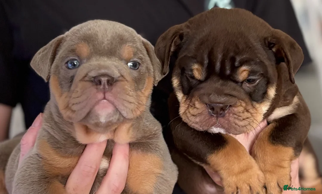 English Bulldog dogs for sale: British Bulldog Puppies - Advert 1