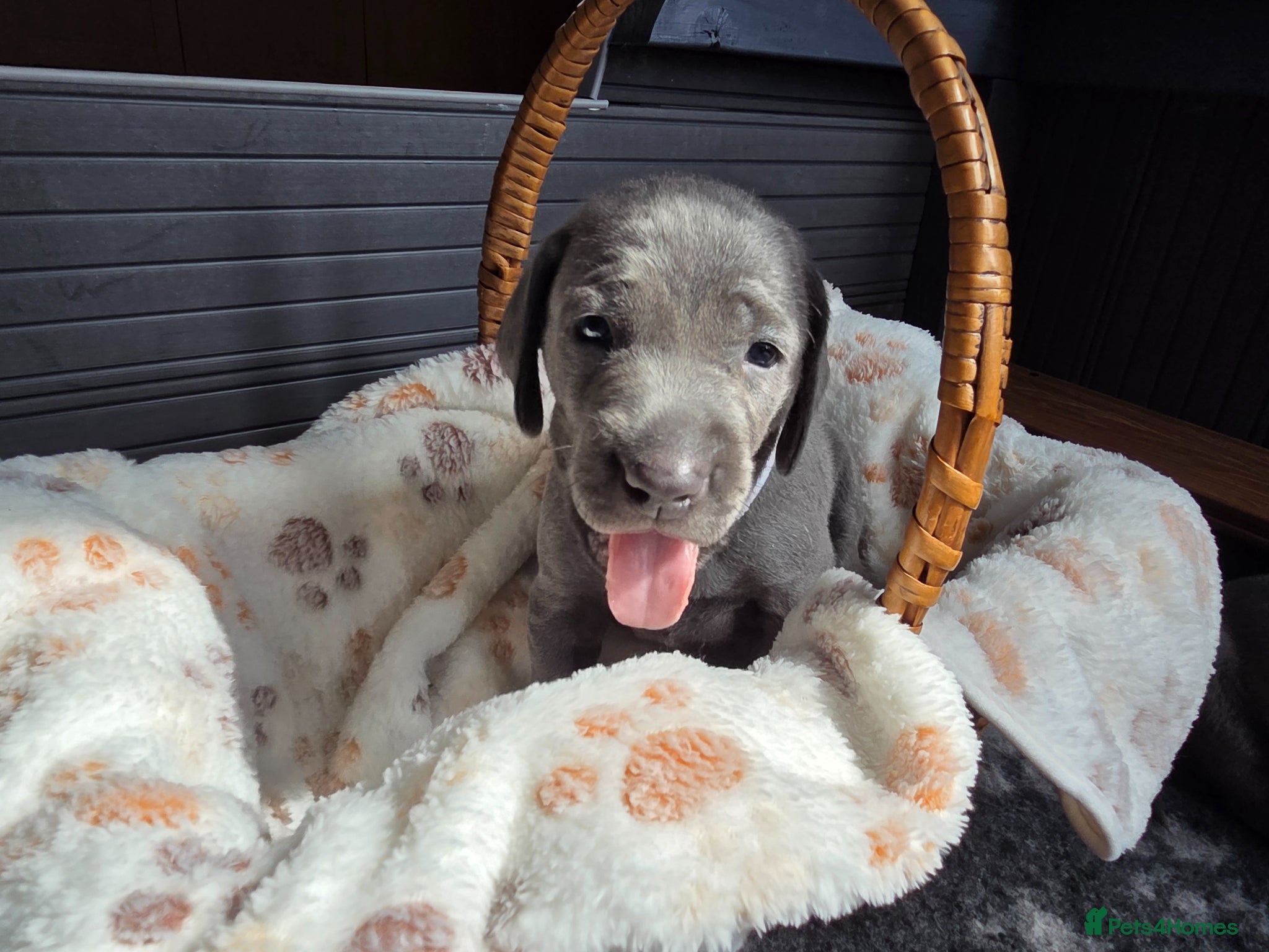 Weimaraner dogs Weimaraner blue - Advert 4