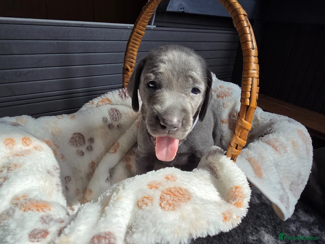 Weimaraner dogs for sale: Weimaraner blue in Hull - Advert 1