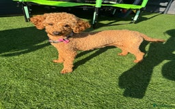 Toy Poodle dogs for sale: Rare parti/phantom Kc Reg Toy Poodle Puppies - Image 9