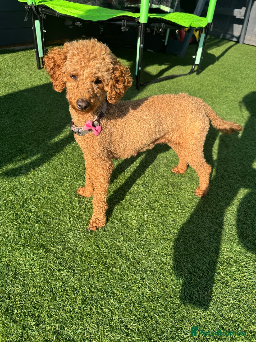 Toy Poodle dogs for sale: Rare parti/phantom Kc Reg Toy Poodle Puppies - Image 9
