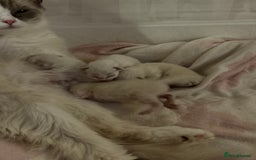 Ragdoll cats for sale: Stunning Ragdoll Kittens  - Image 5