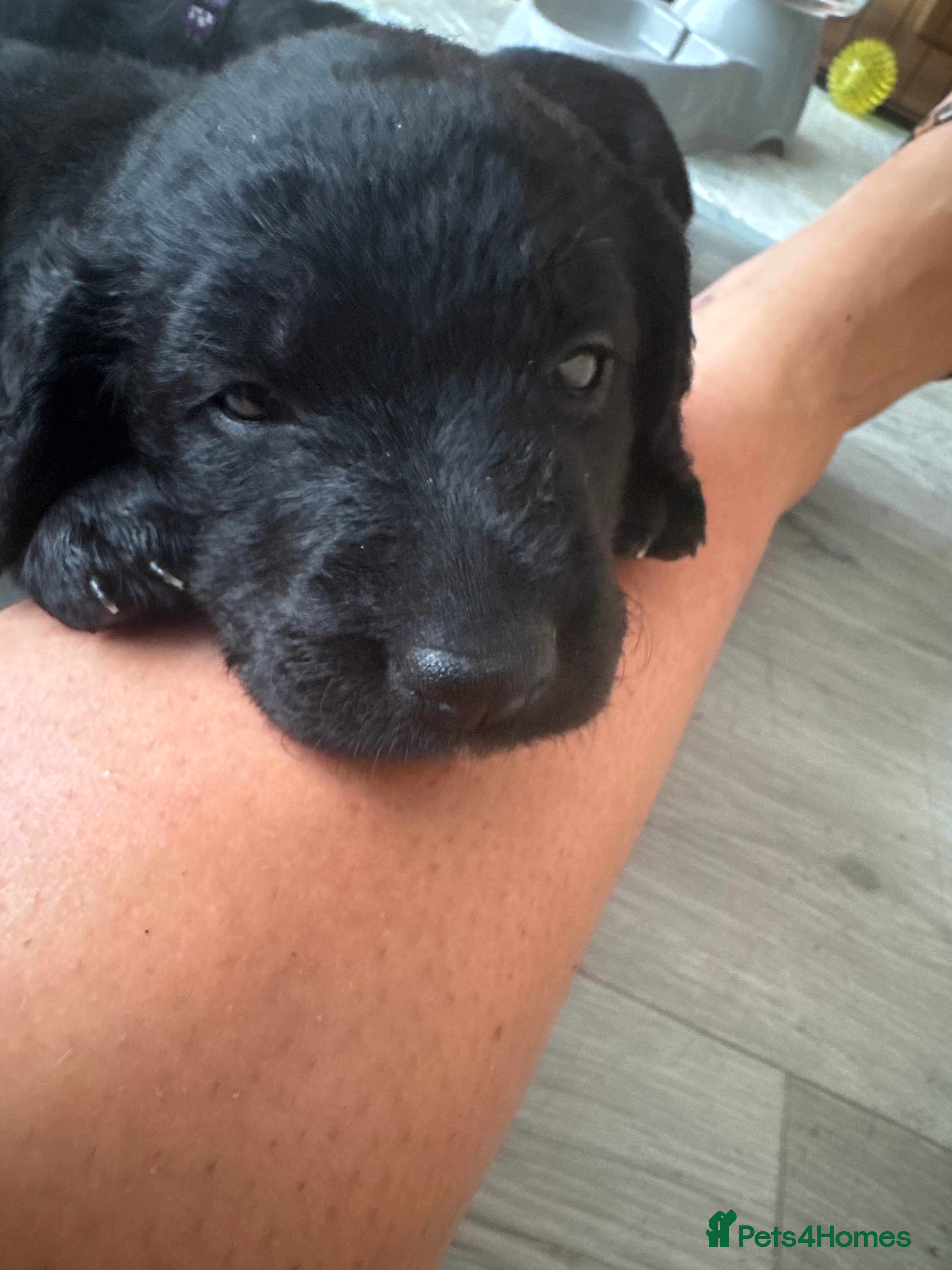 Labradoodle dogs Labradoodle Puppies - Advert 1