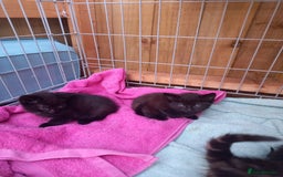 Mixed Breed cats for sale: 5 kittens 2 males 3 females - Image 1