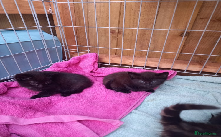 Mixed Breed cats - Advert 2