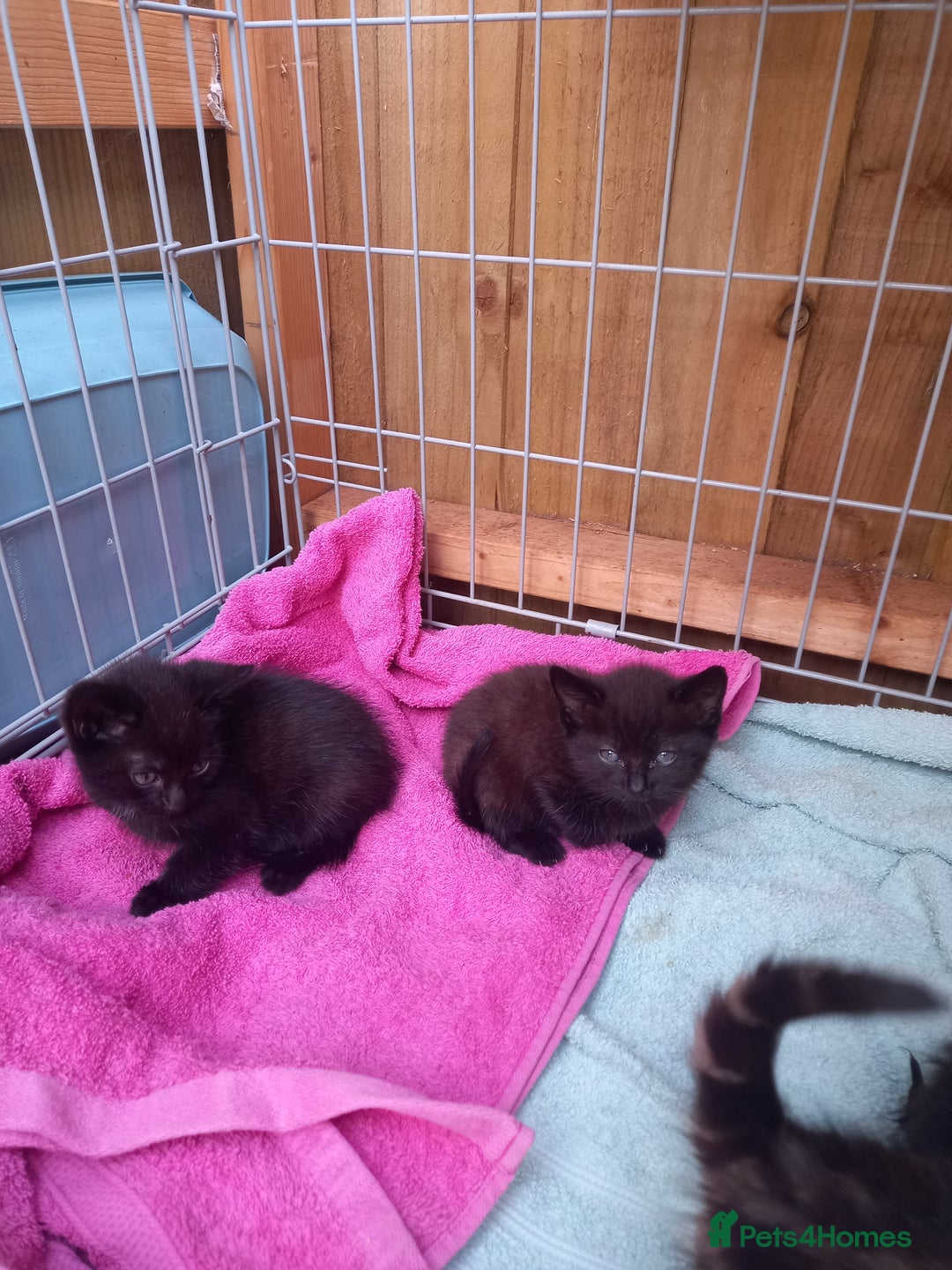 Mixed Breed cats for sale: 5 kittens 2 males 3 females - Image 1