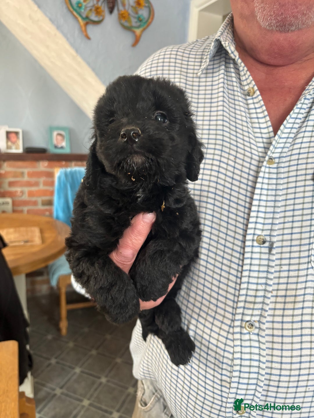 Cockapoo dogs for sale: Cockapoo puppies  - Image 2