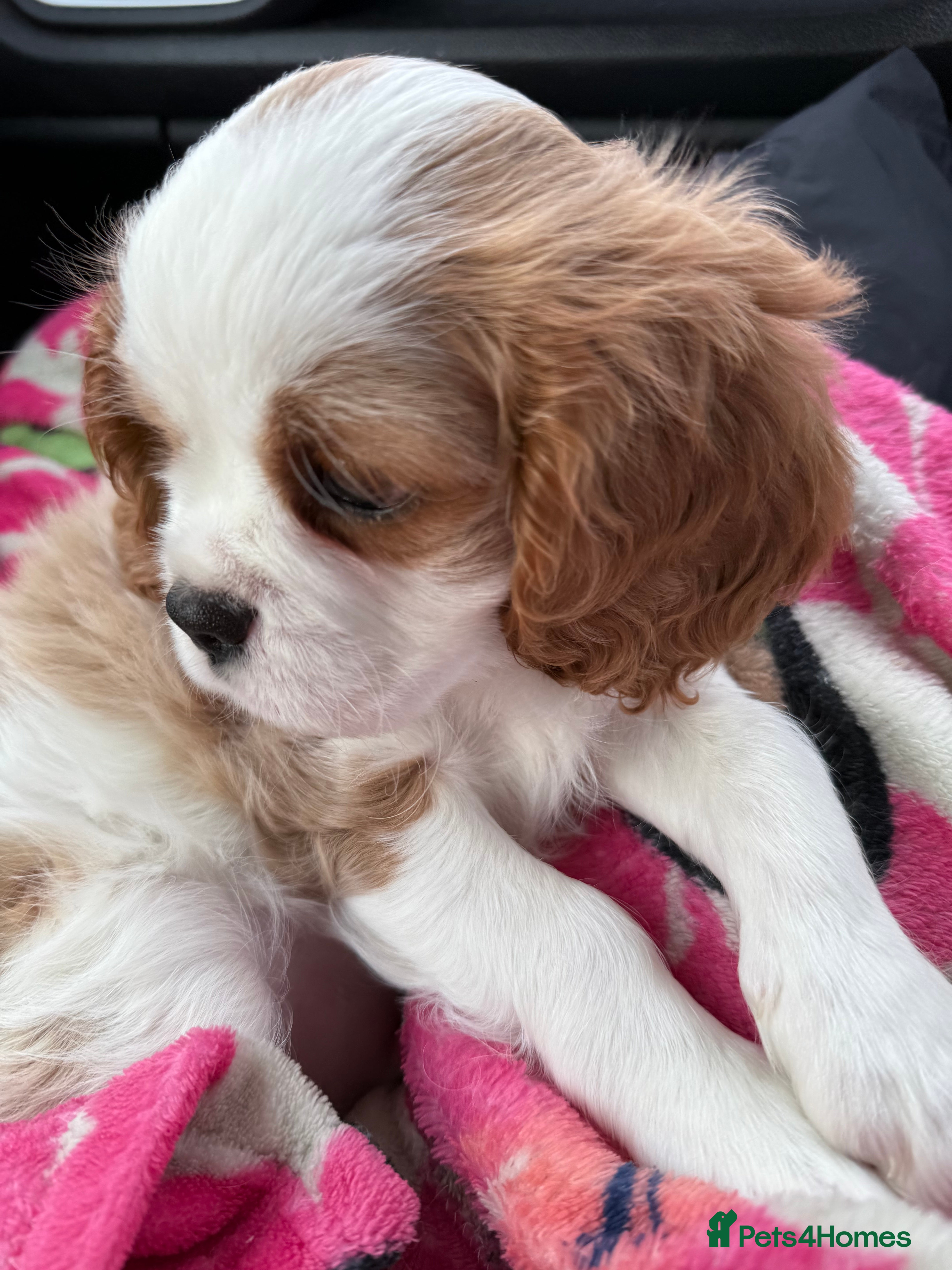 Cavalier King Charles Spaniel dogs Very lonely boy is looking for a new home  - Advert 3