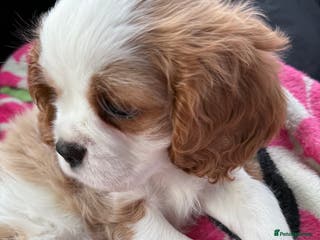 Cavalier King Charles Spaniel dogs Very lonely boy is looking for a new home - Advert 3