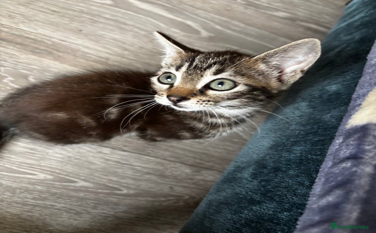 Mixed Breed cats - Advert 13
