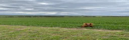 Cockapoo dogs for sale: Stunning Deep Red Cockapoos - Advert 14